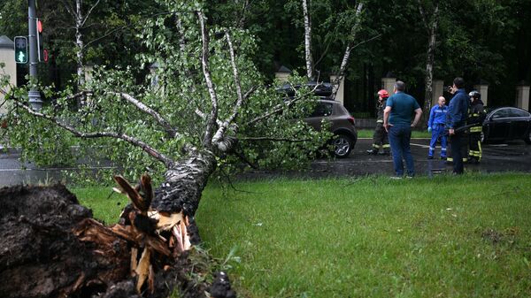 Из-за урагана в Москве пострадали девять человек
