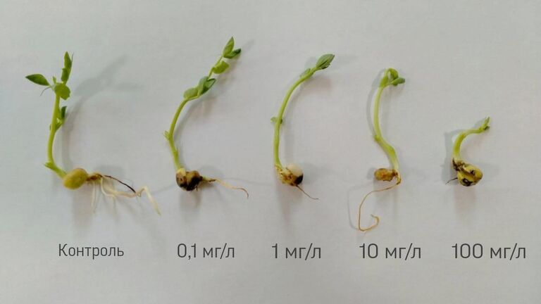 Пророщенные семена гороха, обработанные стабилизированными наночастицами марганца