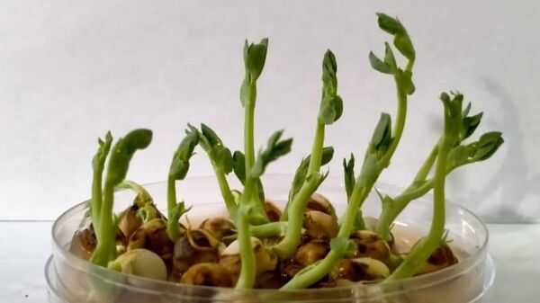 Пророщенные семена гороха, обработанные стабилизированными наночастицами марганца