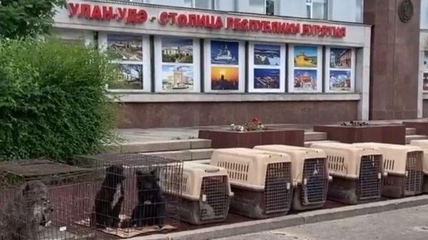 Клетки с собаками у здания мэрии Улан-Удэ. Кадр видео
