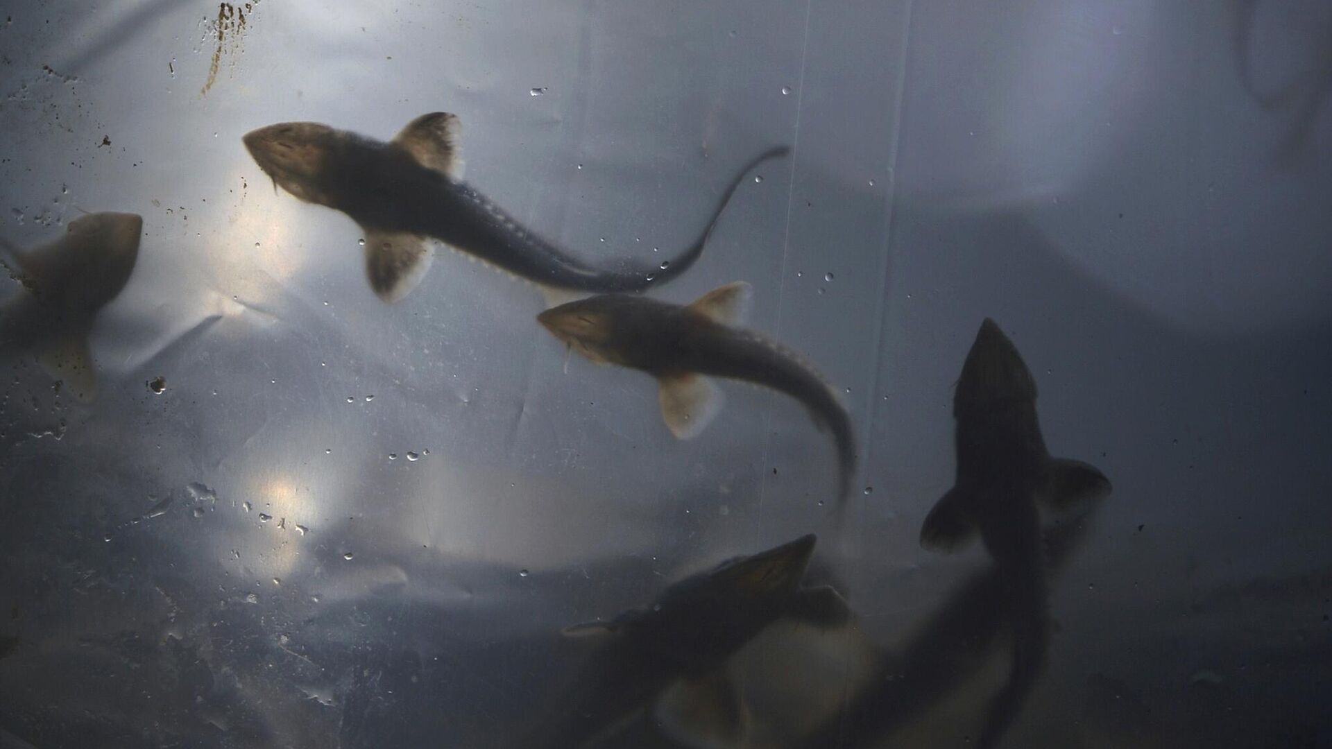 Рыба - РИА Новости, 1920, 17.01.2025