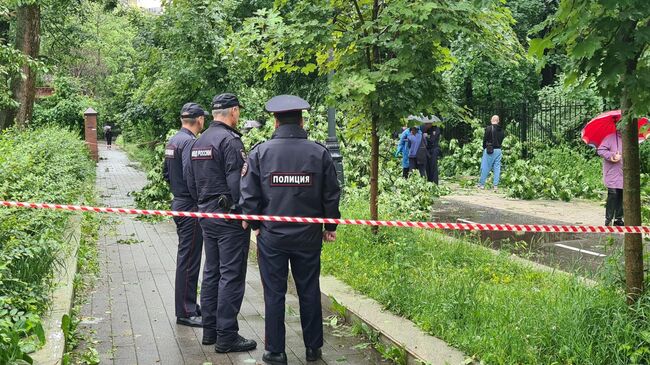 Дерево, упавшее на мужчину на севере Москвы. Пострадавший скончался на месте