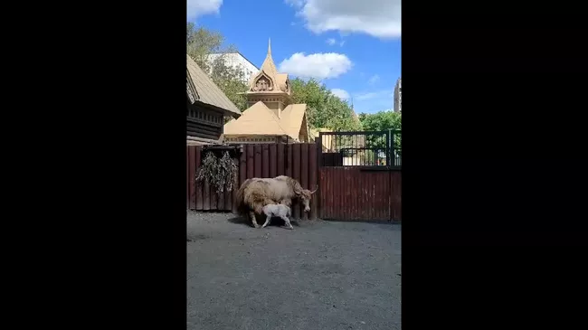 Детеныш яка, появившийся на свет в Московском зоопарке