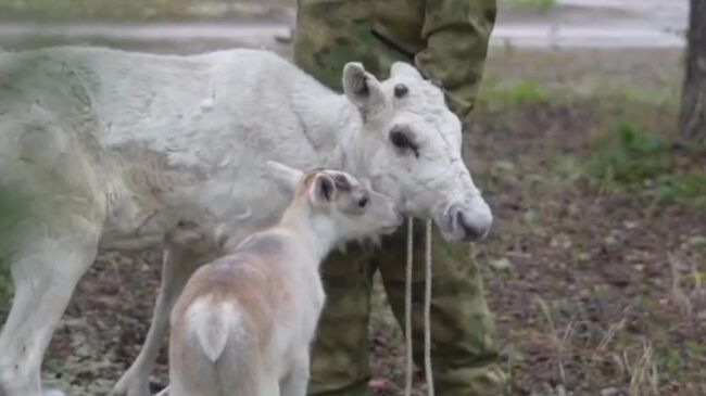 Самка северного оленя с детенышем, подаренные президенту России Владимиру Путину семьей ненцев