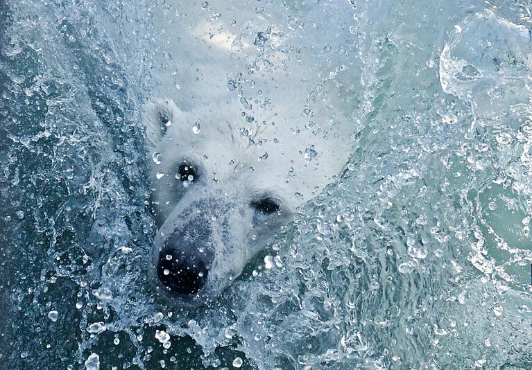 Белая медведица Урсула спасается от жары в бассейне в парке флоры и фауны Роев ручей в Красноярске