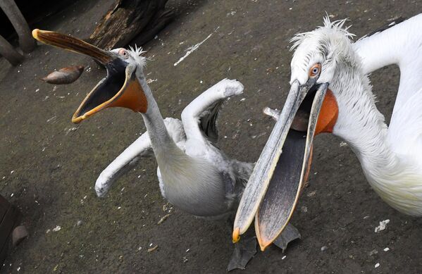 Кормление свежей рыбой пеликанов в Парке флоры и фауны Роев ручей в Красноярске