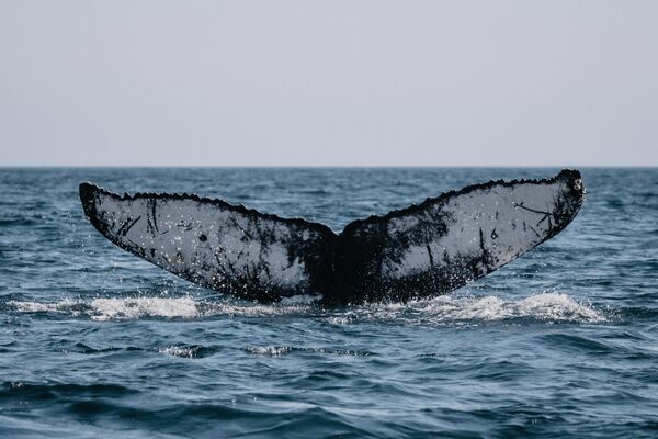Горбатый кит в Кольском заливе