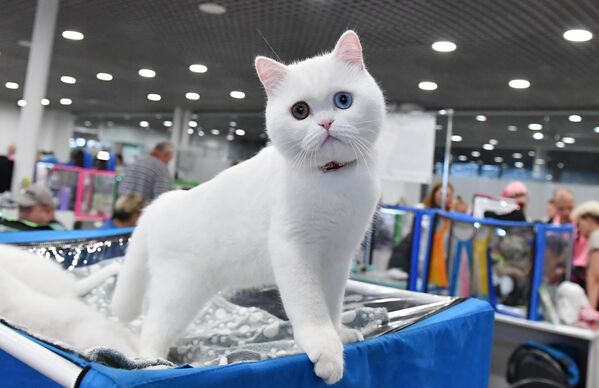 Кошка породы скоттиш-страйт (шотландская прямоухая) на выставке КоШарики Шоу в Москве