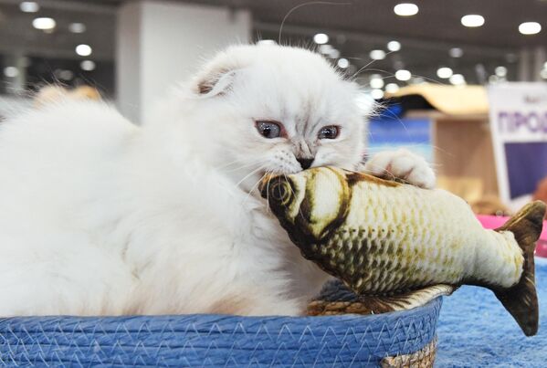 Кошка породы хайленд-фолд (шотландская длинношерстная вислоухая) на выставке КоШарики Шоу в Москве