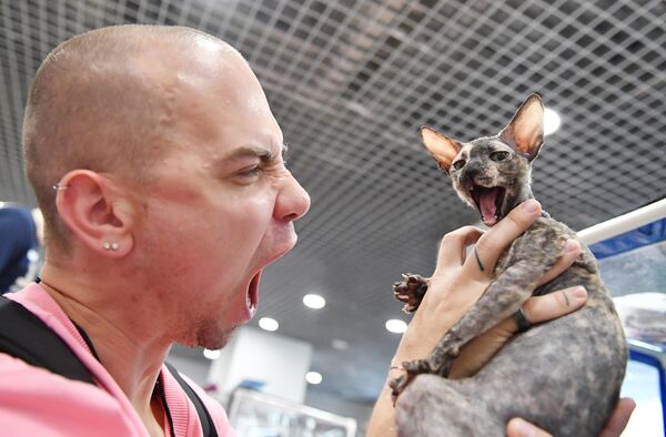 Молодой человек играет с котенком породы корниш-рекс на выставке КоШарики Шоу в Москве