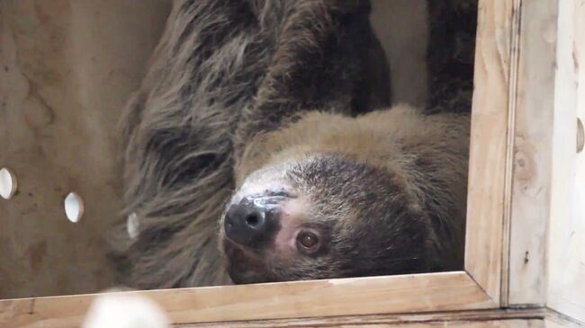 Двупалый ленивец Бёрди в Калининградском зоопарке