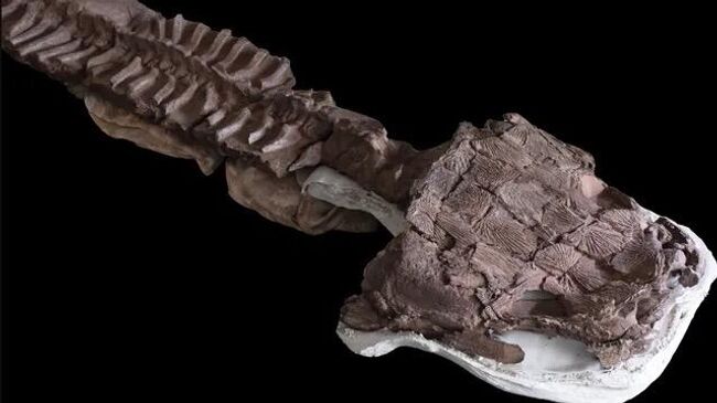 Скелет особи крупного саламандроподобного животного возрастом более 280 миллионов лет, обнаруженный в Намибии
