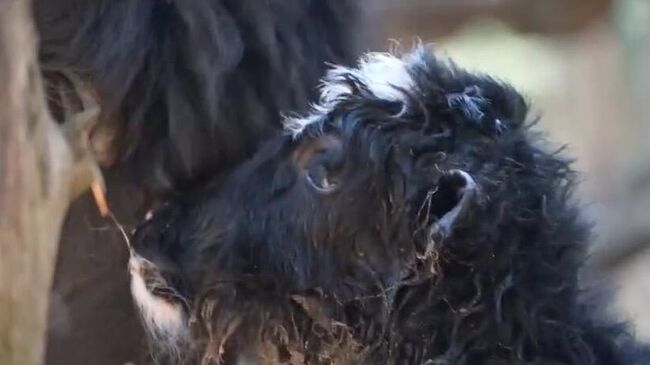 Теленок, родившийся  у пары яков в филиале Московского зоопарка в Великом Устюге