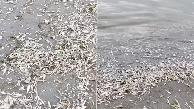 Мертвая рыба на бакинском побережье Каспийского моря