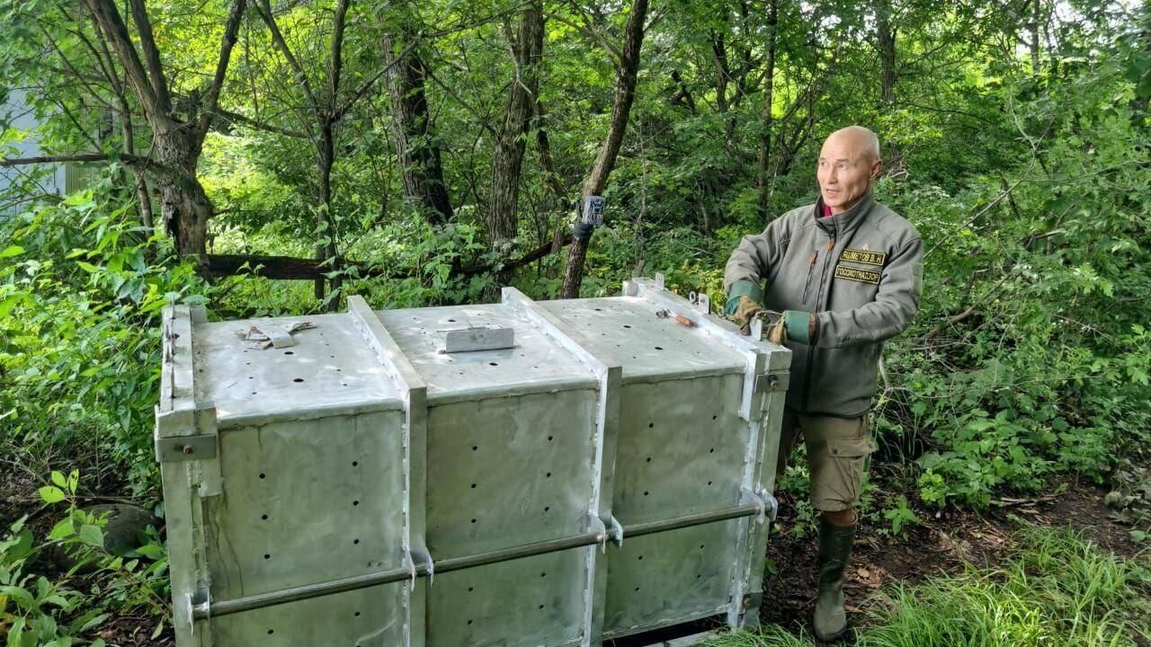 Отловлен амурский тигр, который на протяжении последнего времени совершал выходы в село Беневское Лазовского района Приморского края - РИА Новости, 1920, 09.07.2024