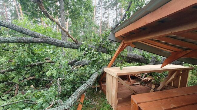 Последствия сильного ветра в Бузулукском бору в Оренбургской области