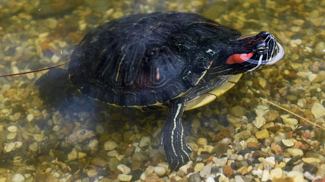 В Москве обнаружили редкую красноухую черепаху