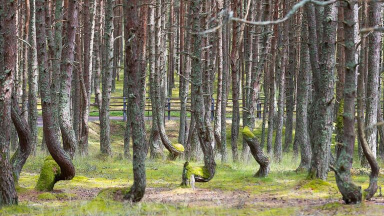 Танцующий лес, Куршская коса, Калининградская область