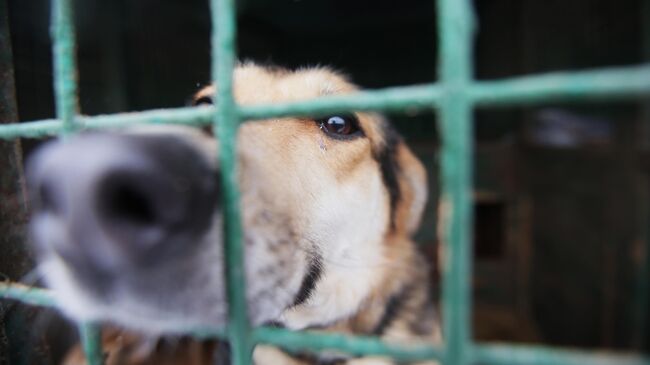 В Оренбуржье приостановили возможность эвтаназии бездомных животных