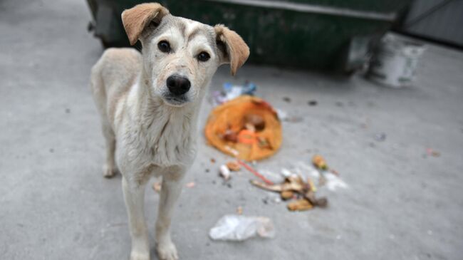 В Магаданской области вступил в силу закон об умерщвлении бездомных собак