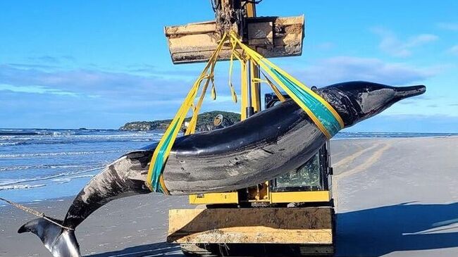 В Новой Зеландии нашли редчайшего кита-ремнезуба
