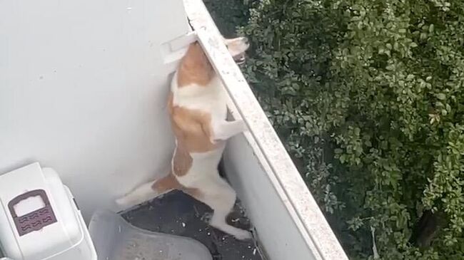 Собака, просидевшая двое суток без еды и воды на балконе многоэтажки на юго-западе Москвы