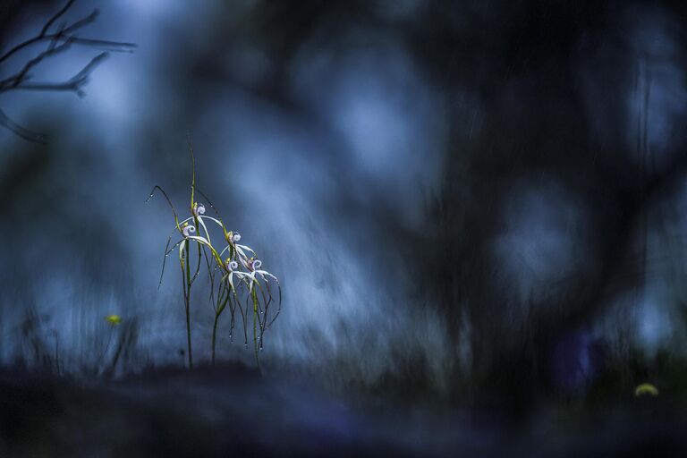 Снимок March of the Spider Orchids фотографа Georgina Steytler, ставший финалистом в категории Landscapes, Waterscapes, & Flora в конкурсе BigPicture Natural World Photography Competition 2024