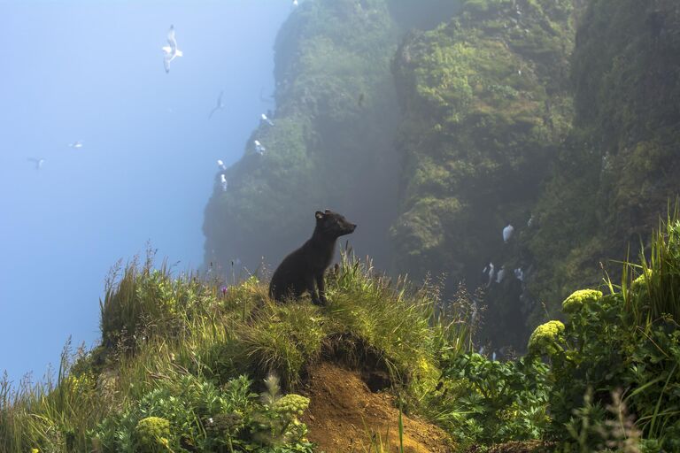 Снимок A Moment in the Sun фотографа Kathleen Borshanian, ставший финалистом в категории Terrestrial Wildlife в конкурсе BigPicture Natural World Photography Competition 2024