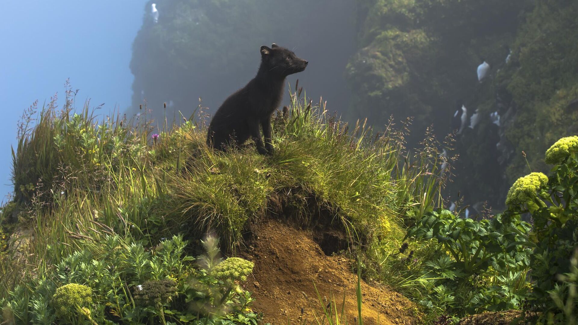 Снимок A Moment in the Sun фотографа Kathleen Borshanian, ставший финалистом в категории Terrestrial Wildlife в конкурсе BigPicture Natural World Photography Competition 2024 - РИА Новости, 1920, 17.07.2024