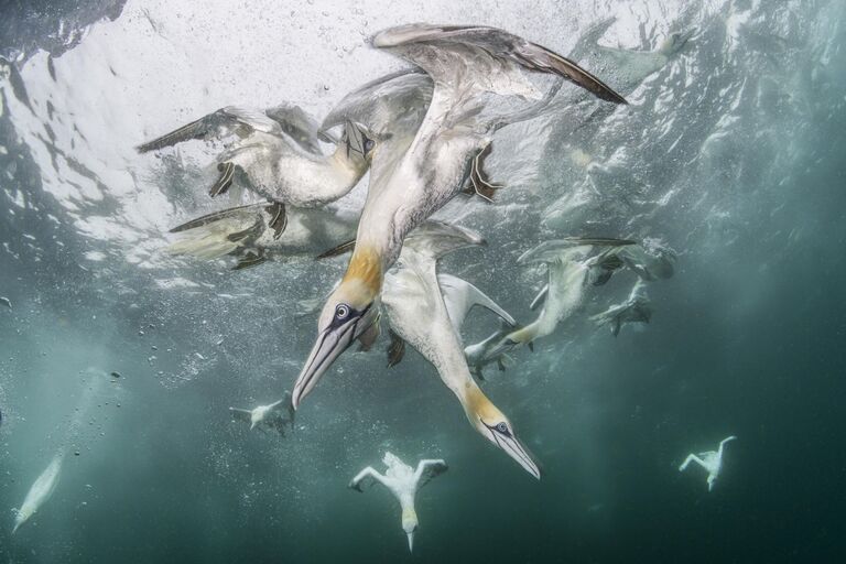 Снимок Underwater Harmony and Chaos фотографа Franco Banfi, победивший в категории Winged Life в конкурсе BigPicture Natural World Photography Competition 2024