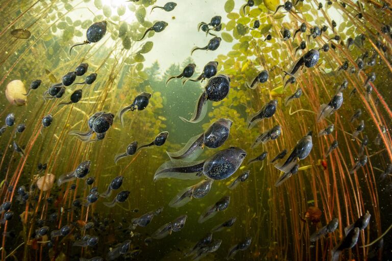 Снимок Tadpole Migration фотографа Shane Gross, победивший в категории Aquatic Life в конкурсе BigPicture Natural World Photography Competition 2024