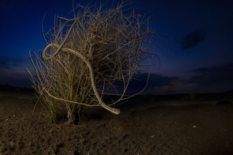 Снимок Beauty of the Desert фотографа Hema Palan, победивший в категории Terrestrial Wildlife в конкурсе BigPicture Natural World Photography Competition 2024