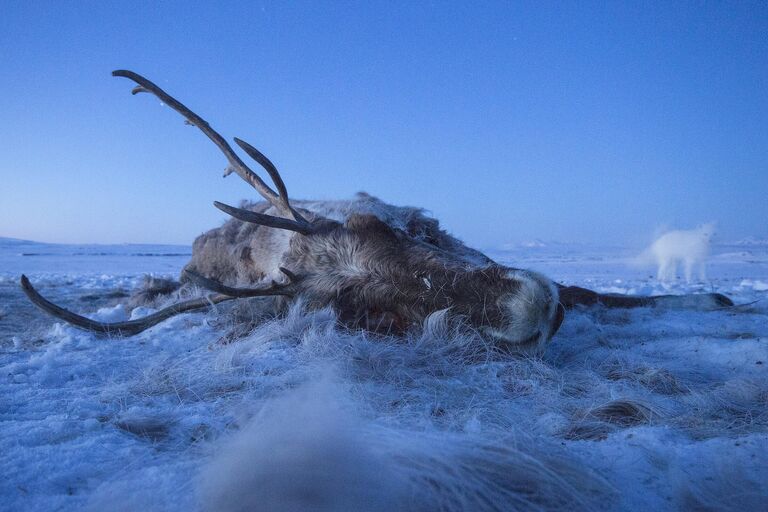 Снимок Northern Ghosts фотографа Peter Mather, победивший в категории Photo Story в конкурсе BigPicture Natural World Photography Competition 2024