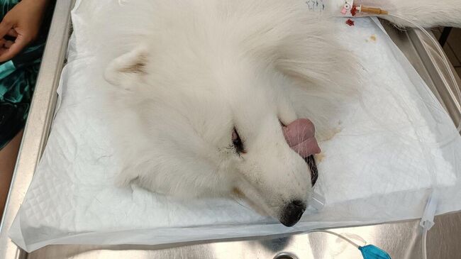 Собака самоед после успешной операции
