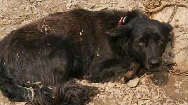 Собака, которую привязали в поселке Пластун Приморского края, чтобы приманить амурского тигра