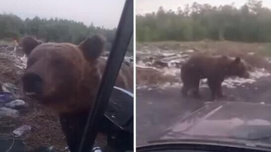 Медведь на несанкционированной мусорной свалке в Забайкальском крае - РИА Новости, 1920, 23.07.2024