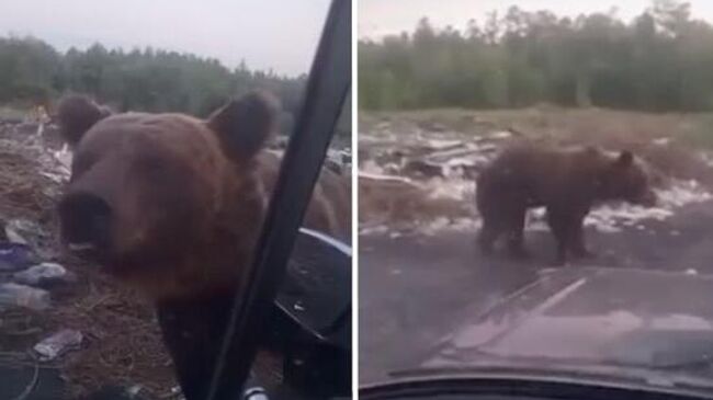 Медведь на несанкционированной мусорной свалке в Забайкальском крае