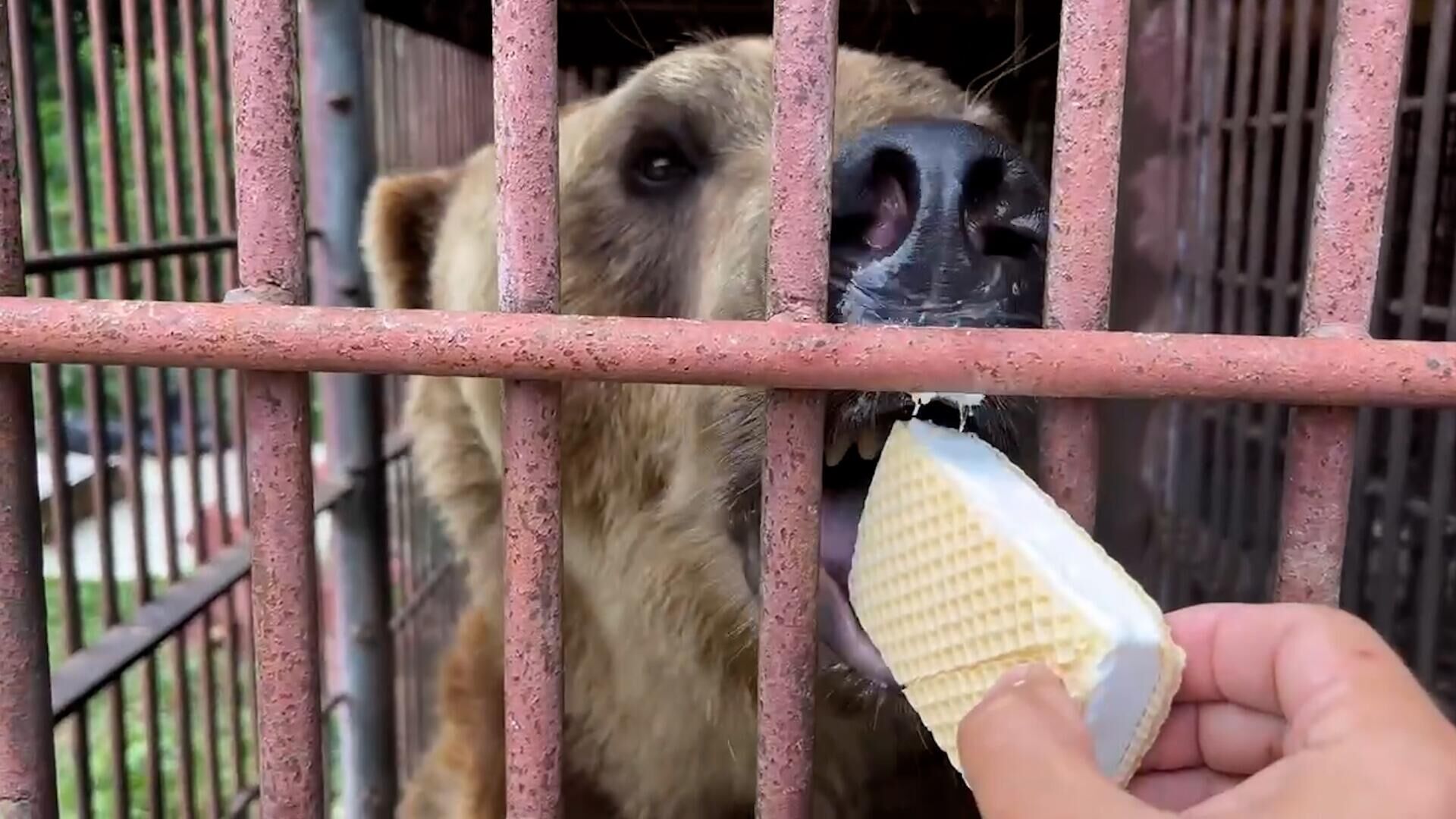 С фруктами и мороженым: спасенный бурый медведь Винни ждет переезда - РИА Новости, 1920, 25.07.2024