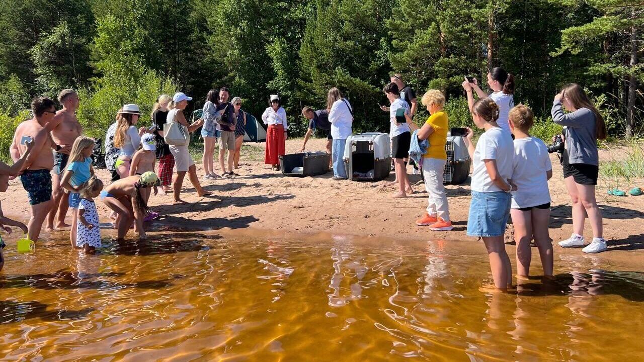 Трех нерп выпустили в Финский залив после реабилитации в Центре реабилитации морских млекопитающих в Санкт-Петербурге - РИА Новости, 1920, 26.07.2024