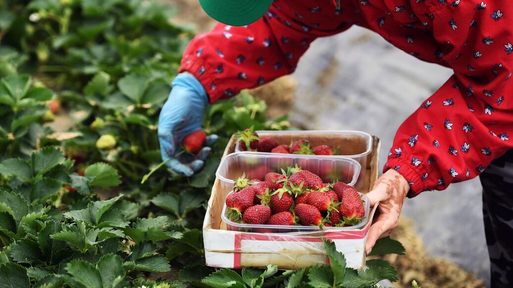 © РИА Новости / Константин МихальчевскийПерейти в медиабанк<br>Сбор урожая клубники в тепличном хозяйстве. Архивное фото