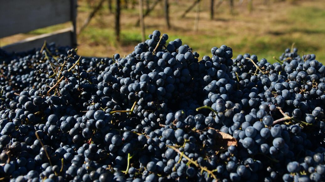 Эксперт рассказал, какие суеверия есть у виноделов