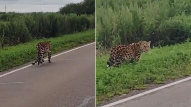 Дальневосточный леопард, запечатленный автолюбителем на трассе в Приморье