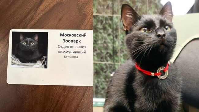 Кота Симбу взяли на работу в Московский зоопарк