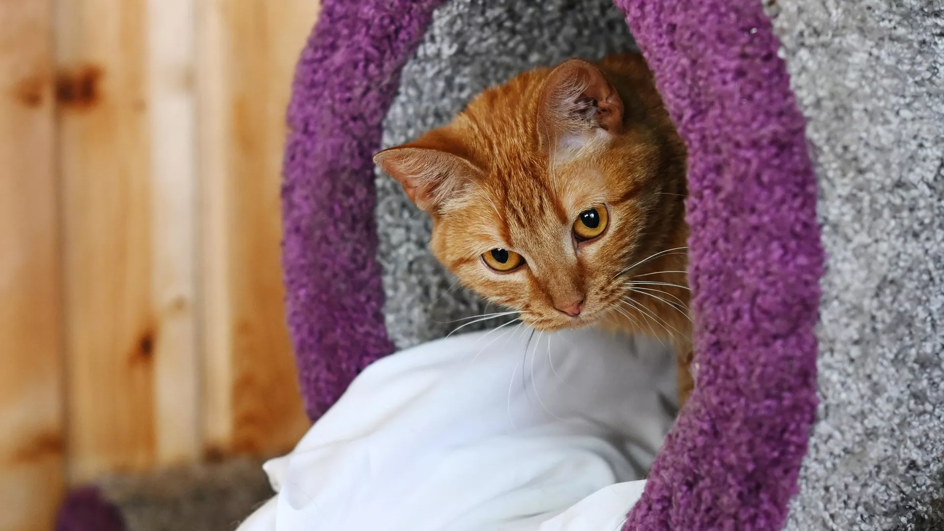 Кошка в приюте для бездомных животных