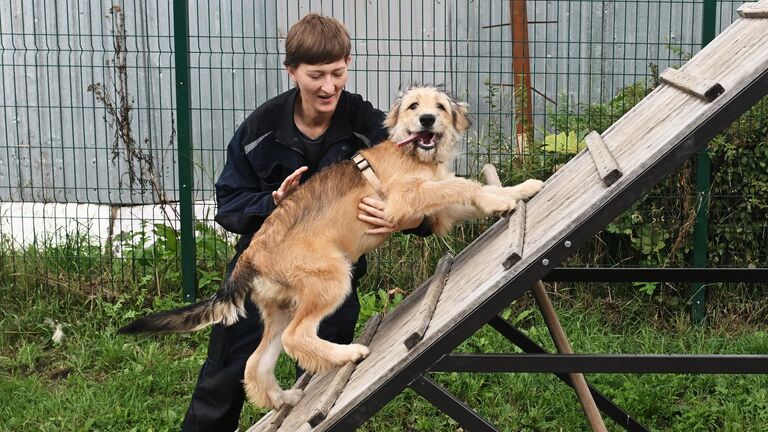 Сотрудница приюта для бездомных животных в Зеленограде дрессирует собаку