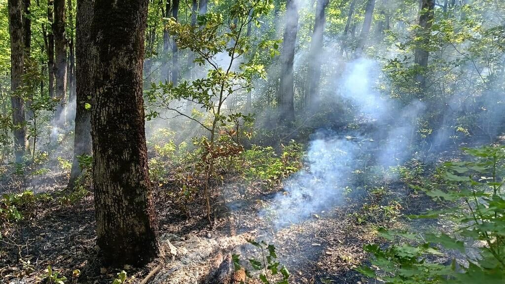 Лесной пожар в Горячеключевском лесничестве на Кубани. 9 августа 2024 - РИА Новости, 1920, 09.08.2024