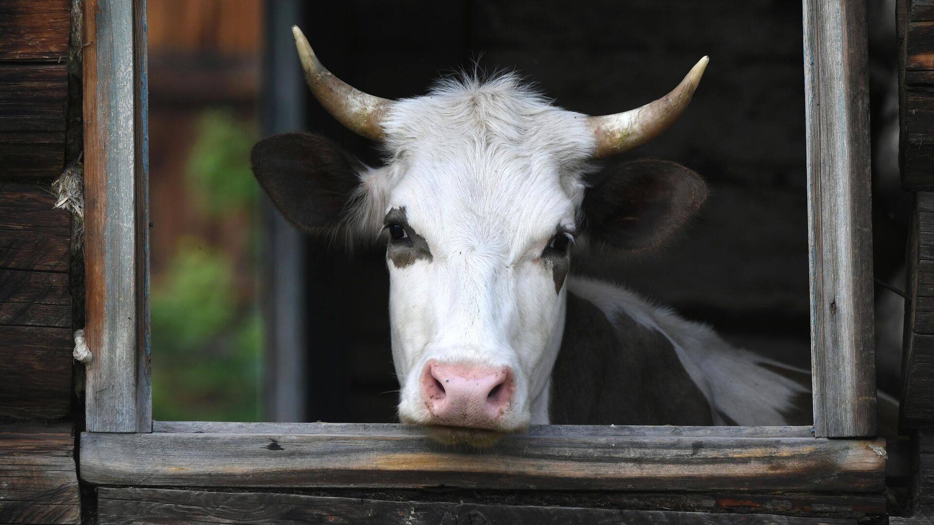 Корова  - РИА Новости, 1920, 22.05.2025