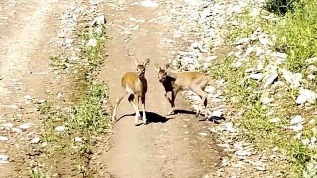 Выводок водяного оленя в нацпарке Земля леопарда у полуострова Гамова - РИА Новости, 1920, 19.08.2024