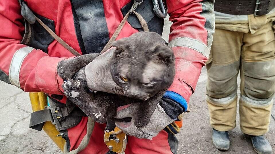 Кот, спасенный из жилого дома в Кизеле, где произошел взрыв газовоздушной смеси - РИА Новости, 1920, 23.08.2024