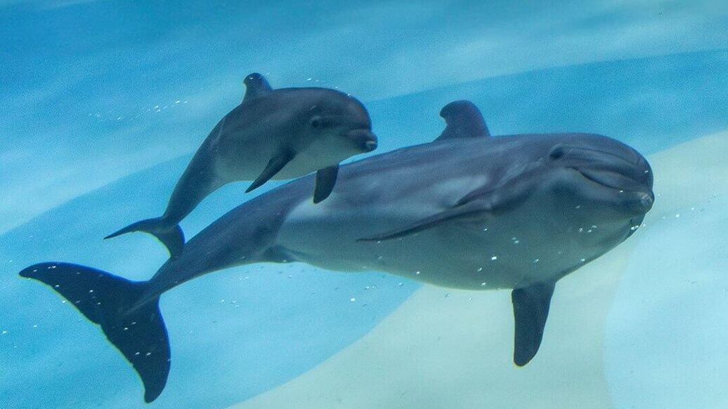Москвичи выбрали имя дельфиненку из "Москвариума"